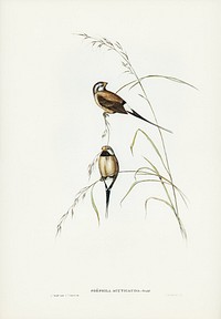 Long-tailed Grass Finch (Poephila acuticauda) illustrated by <a href="https://www.rawpixel.com/search/Elizabeth%20Gould?&amp;page=1">Elizabeth Gould</a> (1804&ndash;1841) for <a href="https://www.rawpixel.com/search/John%20Gould?">John Gould</a>&rsquo;s (1804-1881) Birds of Australia (1972 Edition, 8 volumes). Digitally enhanced from our own facsimile book (1972 Edition, 8 volumes).