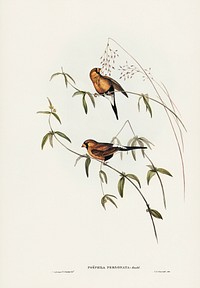 Masked Grass Finch (Poephila personata) illustrated by <a href="https://www.rawpixel.com/search/Elizabeth%20Gould?&amp;page=1">Elizabeth Gould</a> (1804&ndash;1841) for <a href="https://www.rawpixel.com/search/John%20Gould?">John Gould</a>&rsquo;s (1804-1881) Birds of Australia (1972 Edition, 8 volumes). Digitally enhanced from our own facsimile book (1972 Edition, 8 volumes).