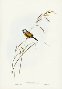 Banded Grass Finch (Poephila cincta) illustrated by <a href="https://www.rawpixel.com/search/Elizabeth%20Gould?&amp;page=1">Elizabeth Gould</a> (1804&ndash;1841) for <a href="https://www.rawpixel.com/search/John%20Gould?">John Gould</a>&rsquo;s (1804-1881) Birds of Australia (1972 Edition, 8 volumes). Digitally enhanced from our own facsimile book (1972 Edition, 8 volumes).