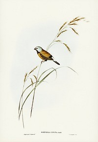 Banded Grass Finch (Poephila cincta) illustrated by Elizabeth Gould (1804–1841) for John Gould’s (1804-1881) Birds of Australia (1972 Edition, 8 volumes). Digitally enhanced from our own facsimile book (1972 Edition, 8 volumes).