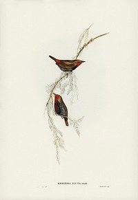 Painted Finch (Emblema picta) illustrated by <a href="https://www.rawpixel.com/search/Elizabeth%20Gould?&amp;page=1">Elizabeth Gould</a> (1804&ndash;1841) for <a href="https://www.rawpixel.com/search/John%20Gould?">John Gould</a>&rsquo;s (1804-1881) Birds of Australia (1972 Edition, 8 volumes). Digitally enhanced from our own facsimile book (1972 Edition, 8 volumes).