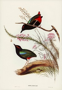 Rainbow Pitta (Pitta Iris) illustrated by <a href="https://www.rawpixel.com/search/Elizabeth%20Gould?&amp;page=1">Elizabeth Gould</a> (1804&ndash;1841) for <a href="https://www.rawpixel.com/search/John%20Gould?">John Gould</a>&rsquo;s (1804-1881) Birds of Australia (1972 Edition, 8 volumes). Digitally enhanced from our own facsimile book (1972 Edition, 8 volumes).