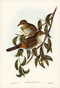 Moutain Thrush (Oreocincla lunulata) illustrated by <a href="https://www.rawpixel.com/search/Elizabeth%20Gould?&amp;page=1">Elizabeth Gould</a> (1804&ndash;1841) for <a href="https://www.rawpixel.com/search/John%20Gould?">John Gould</a>&rsquo;s (1804-1881) Birds of Australia (1972 Edition, 8 volumes). Digitally enhanced from our own facsimile book (1972 Edition, 8 volumes).