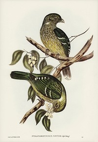 Cat Bird (Ptilonorhynchus Smithii) illustrated by <a href="https://www.rawpixel.com/search/Elizabeth%20Gould?&amp;page=1">Elizabeth Gould </a>(1804&ndash;1841) for <a href="https://www.rawpixel.com/search/John%20Gould?">John Gould</a>&rsquo;s (1804-1881) Birds of Australia (1972 Edition, 8 volumes). Digitally enhanced from our own facsimile book (1972 Edition, 8 volumes).