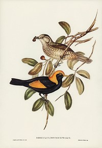 Regent Bird (Sericulus chrysocephalus) illustrated by <a href="https://www.rawpixel.com/search/Elizabeth%20Gould?&amp;page=1">Elizabeth Gould</a> (1804&ndash;1841) for <a href="https://www.rawpixel.com/search/John%20Gould?">John Gould</a>&rsquo;s (1804-1881) Birds of Australia (1972 Edition, 8 volumes). Digitally enhanced from our own facsimile book (1972 Edition, 8 volumes).
