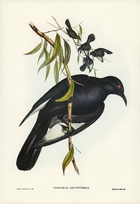 White-winged Chough (Corcorax leucopterus) illustrated by <a href="https://www.rawpixel.com/search/Elizabeth%20Gould?&amp;page=1">Elizabeth Gould</a> (1804&ndash;1841) for<a href="https://www.rawpixel.com/search/John%20Gould?"> John Gould</a>&rsquo;s (1804-1881) Birds of Australia (1972 Edition, 8 volumes). Digitally enhanced from our own facsimile book (1972 Edition, 8 volumes).