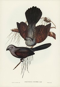 Grey Struthidea (Struthidea cinerea) illustrated by <a href="https://www.rawpixel.com/search/Elizabeth%20Gould?&amp;page=1">Elizabeth Gould</a> (1804&ndash;1841) for <a href="https://www.rawpixel.com/search/John%20Gould?">John Gould</a>&rsquo;s (1804-1881) Birds of Australia (1972 Edition, 8 volumes). Digitally enhanced from our own facsimile book (1972 Edition, 8 volumes).