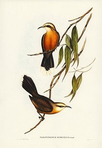 Red-breasted Pomatorhinus (Pomatorhinus rubeculus) illustrated by <a href="https://www.rawpixel.com/search/Elizabeth%20Gould?&amp;page=1">Elizabeth Gould</a> (1804&ndash;1841) for <a href="https://www.rawpixel.com/search/John%20Gould?">John Gould</a>&rsquo;s (1804-1881) Birds of Australia (1972 Edition, 8 volumes). Digitally enhanced from our own facsimile book (1972 Edition, 8 volumes).