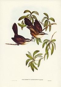 White-eyebrowed Pomatorhinus (Pomatorhinus superciliosus) illustrated by <a href="https://www.rawpixel.com/search/Elizabeth%20Gould?&amp;page=1">Elizabeth Gould</a> (1804&ndash;1841) for <a href="https://www.rawpixel.com/search/John%20Gould?">John Gould</a>&rsquo;s (1804-1881) Birds of Australia (1972 Edition, 8 volumes). Digitally enhanced from our own facsimile book (1972 Edition, 8 volumes).
