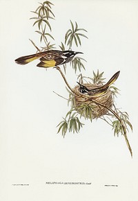 Long-billed Honey-eater (Meliphaga longirostris) illustrated by <a href="https://www.rawpixel.com/search/Elizabeth%20Gould?&amp;page=1">Elizabeth Gould</a> (1804&ndash;1841) for<a href="https://www.rawpixel.com/search/John%20Gould?"> John Gould</a>&rsquo;s (1804-1881) Birds of Australia (1972 Edition, 8 volumes). Digitally enhanced from our own facsimile book (1972 Edition, 8 volumes).