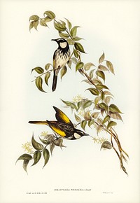White-cheeked Honey-eater (Meliphaga sericea) illustrated by <a href="https://www.rawpixel.com/search/Elizabeth%20Gould?&amp;page=1">Elizabeth Gould</a> (1804&ndash;1841) for <a href="https://www.rawpixel.com/search/John%20Gould?">John Gould</a>&rsquo;s (1804-1881) Birds of Australia (1972 Edition, 8 volumes). Digitally enhanced from our own facsimile book (1972 Edition, 8 volumes).