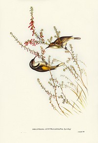 Tasmanian Honey-eater (Meliphaga Australasiana) illustrated by <a href="https://www.rawpixel.com/search/Elizabeth%20Gould?&amp;page=1">Elizabeth Gould</a> (1804&ndash;1841) for <a href="https://www.rawpixel.com/search/John%20Gould?">John Gould</a>&rsquo;s (1804-1881) Birds of Australia (1972 Edition, 8 volumes). Digitally enhanced from our own facsimile book (1972 Edition, 8 volumes).