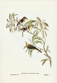Fulvous-fronted Honey-eater (Glyciphila fulvifrons)) illustrated by <a href="https://www.rawpixel.com/search/Elizabeth%20Gould?&amp;page=1">Elizabeth Gould</a> (1804&ndash;1841) for <a href="https://www.rawpixel.com/search/John%20Gould?">John Gould</a>&rsquo;s (1804-1881) Birds of Australia (1972 Edition, 8 volumes). Digitally enhanced from our own facsimile book (1972 Edition, 8 volumes).