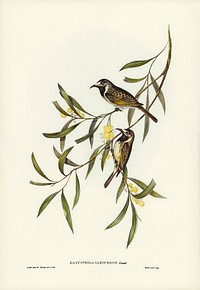 White-fronted Honey-eater (Glyciphila albifrons) illustrated by<a href="https://www.rawpixel.com/search/Elizabeth%20Gould?&amp;page=1"> Elizabeth Gould </a>(1804&ndash;1841) for <a href="https://www.rawpixel.com/search/John%20Gould?">John Gould</a>&rsquo;s (1804-1881) Birds of Australia (1972 Edition, 8 volumes). Digitally enhanced from our own facsimile book (1972 Edition, 8 volumes).