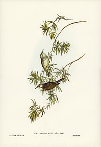 Fasciated Honey-eater (Glyciphila fasciata) illustrated by<a href="https://www.rawpixel.com/search/Elizabeth%20Gould?&amp;page=1"> Elizabeth Gould</a> (1804&ndash;1841) for <a href="https://www.rawpixel.com/search/John%20Gould?">John Gould</a>&rsquo;s (1804-1881) Birds of Australia (1972 Edition, 8 volumes). Digitally enhanced from our own facsimile book (1972 Edition, 8 volumes).