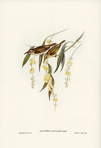 Brown Honey-eater (Glyciphila ocularis) illustrated by <a href="https://www.rawpixel.com/search/Elizabeth%20Gould?&amp;page=1">Elizabeth Gould</a> (1804&ndash;1841) for <a href="https://www.rawpixel.com/search/John%20Gould?">John Gould</a>&rsquo;s (1804-1881) Birds of Australia (1972 Edition, 8 volumes). Digitally enhanced from our own facsimile book (1972 Edition, 8 volumes).