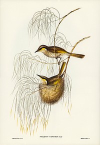 Singing Honey-eater (Ptilotis sonorus) illustrated by Elizabeth Gould (1804&ndash;1841) for John Gould&rsquo;s (1804-1881) Birds of Australia (1972 Edition, 8 volumes). Digitally enhanced from our own facsimile book (1972 Edition, 8 volumes).