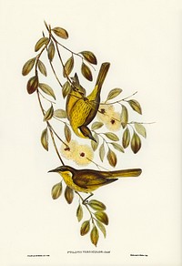 Varied Honey-eater (Ptilotis versicolor) illustrated by Elizabeth Gould (1804&ndash;1841) for John Gould&rsquo;s (1804-1881) Birds of Australia (1972 Edition, 8 volumes). Digitally enhanced from our own facsimile book (1972 Edition, 8 volumes).