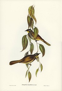 Yellow-throated Honey-eater (Ptilotis flavigula) illustrated by Elizabeth Gould (1804&ndash;1841) for John Gould&rsquo;s (1804-1881) Birds of Australia (1972 Edition, 8 volumes). Digitally enhanced from our own facsimile book (1972 Edition, 8 volumes).