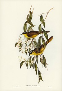 Wattle-cheeked Honey-eater (Ptilotis cratitius) illustrated by Elizabeth Gould (1804&ndash;1841) for John Gould&rsquo;s (1804-1881) Birds of Australia (1972 Edition, 8 volumes). Digitally enhanced from our own facsimile book (1972 Edition, 8 volumes).