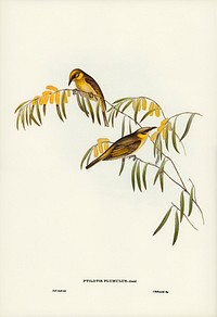 Plumed Honey-eater (Ptilotis plumulus) illustrated by <a href="https://www.rawpixel.com/search/Elizabeth%20Gould?&amp;page=1">Elizabeth Gould</a> (1804&ndash;1841) for <a href="https://www.rawpixel.com/search/John%20Gould?">John Gould</a>&rsquo;s (1804-1881) Birds of Australia (1972 Edition, 8 volumes). Digitally enhanced from our own facsimile book (1972 Edition, 8 volumes).