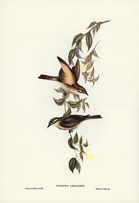 Yellow-faced Honey-eater (Ptilotis chrysops) illustrated by <a href="https://www.rawpixel.com/search/Elizabeth%20Gould?&amp;page=1">Elizabeth Gould</a> (1804&ndash;1841) for <a href="https://www.rawpixel.com/search/John%20Gould?">John Gould</a>&rsquo;s (1804-1881) Birds of Australia (1972 Edition, 8 volumes). Digitally enhanced from our own facsimile book (1972 Edition, 8 volumes).