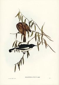 Pied Honey-eater (Melicophila picata) illustrated by <a href="https://www.rawpixel.com/search/Elizabeth%20Gould?&amp;page=1">Elizabeth Gould</a> (1804&ndash;1841) for <a href="https://www.rawpixel.com/search/John%20Gould?">John Gould</a>&rsquo;s (1804-1881) Birds of Australia (1972 Edition, 8 volumes). Digitally enhanced from our own facsimile book (1972 Edition, 8 volumes).