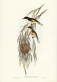 Painted Honey-eater (Entomophila picta) illustrated by <a href="https://www.rawpixel.com/search/Elizabeth%20Gould?&amp;page=1">Elizabeth Gould </a>(1804&ndash;1841) for <a href="https://www.rawpixel.com/search/John%20Gould?">John Gould</a>&rsquo;s (1804-1881) Birds of Australia (1972 Edition, 8 volumes). Digitally enhanced from our own facsimile book (1972 Edition, 8 volumes).