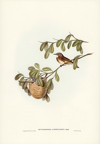White-throated Honey-eater (Entomophila albogularis) illustrated by <a href="https://www.rawpixel.com/search/Elizabeth%20Gould?&amp;page=1">Elizabeth Gould </a>(1804&ndash;1841) for <a href="https://www.rawpixel.com/search/John%20Gould?">John Gould</a>&rsquo;s (1804-1881) Birds of Australia (1972 Edition, 8 volumes). Digitally enhanced from our own facsimile book (1972 Edition, 8 volumes).