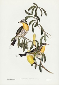 Spiny-cheeked Honey-eater (Acanthogenys rufogularis) illustrated by <a href="https://www.rawpixel.com/search/Elizabeth%20Gould?&amp;page=1">Elizabeth Gould</a> (1804&ndash;1841) for <a href="https://www.rawpixel.com/search/John%20Gould?">John Gould</a>&rsquo;s (1804-1881) Birds of Australia (1972 Edition, 8 volumes). Digitally enhanced from our own facsimile book (1972 Edition, 8 volumes).