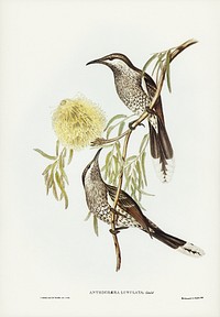 Lunulated Wattle Bird (Anthochaera lunulata) illustrated by <a href="https://www.rawpixel.com/search/Elizabeth%20Gould?&amp;page=1">Elizabeth Gould</a> (1804&ndash;1841) for <a href="https://www.rawpixel.com/search/John%20Gould?">John Gould</a>&rsquo;s (1804-1881) Birds of Australia (1972 Edition, 8 volumes). Digitally enhanced from our own facsimile book (1972 Edition, 8 volumes).