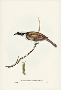 Silvery-crowned Friar Bird (Tropidorhynchus argenticeps) illustrated by <a href="https://www.rawpixel.com/search/Elizabeth%20Gould?&amp;page=1">Elizabeth Gould</a> (1804&ndash;1841) for <a href="https://www.rawpixel.com/search/John%20Gould?">John Gould&rsquo;</a>s (1804-1881) Birds of Australia (1972 Edition, 8 volumes). Digitally enhanced from our own facsimile book (1972 Edition, 8 volumes).