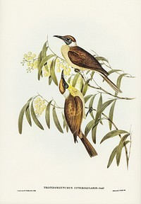 Yellow-throated Friar Bird (Tropidorhynchus citreogularis) illustrated by <a href="https://www.rawpixel.com/search/Elizabeth%20Gould?&amp;page=1">Elizabeth Gould</a> (1804&ndash;1841) for <a href="https://www.rawpixel.com/search/John%20Gould?">John Gould</a>&rsquo;s (1804-1881) Birds of Australia (1972 Edition, 8 volumes). Digitally enhanced from our own facsimile book (1972 Edition, 8 volumes).