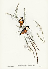 Slender-billed Spine-bill (Acanthorhynchus tenuirostris) illustrated by <a href="https://www.rawpixel.com/search/Elizabeth%20Gould?&amp;page=1">Elizabeth Gould</a> (1804&ndash;1841) for <a href="https://www.rawpixel.com/search/John%20Gould?">John Gould</a>&rsquo;s (1804-1881) Birds of Australia (1972 Edition, 8 volumes). Digitally enhanced from our own facsimile book (1972 Edition, 8 volumes).