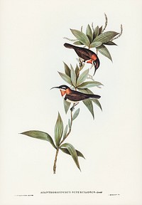 White-eyebrowed Spine-bill (Acanthorhynchus superciliosus) illustrated by <a href="https://www.rawpixel.com/search/Elizabeth%20Gould?&amp;page=1">Elizabeth Gould</a> (1804&ndash;1841) for <a href="https://www.rawpixel.com/search/John%20Gould?">John Gould</a>&rsquo;s (1804-1881) Birds of Australia (1972 Edition, 8 volumes). Digitally enhanced from our own facsimile book (1972 Edition, 8 volumes).
