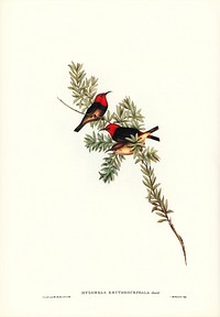 Red-headed Honey-eater (Myzomela erythrocephala) illustrated by <a href="https://www.rawpixel.com/search/Elizabeth%20Gould?&amp;page=1">Elizabeth Gould</a> (1804&ndash;1841) for <a href="https://www.rawpixel.com/search/John%20Gould?">John Gould</a>&rsquo;s (1804-1881) Birds of Australia (1972 Edition, 8 volumes). Digitally enhanced from our own facsimile book (1972 Edition, 8 volumes).