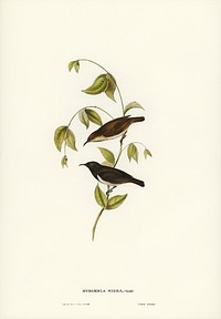 Black Honey-eater (Myzomela nigra) illustrated by<a href="https://www.rawpixel.com/search/Elizabeth%20Gould?&amp;page=1"> Elizabeth Gould </a>(1804&ndash;1841) for <a href="https://www.rawpixel.com/search/John%20Gould?">John Gould</a>&rsquo;s (1804-1881) Birds of Australia (1972 Edition, 8 volumes). Digitally enhanced from our own facsimile book (1972 Edition, 8 volumes).