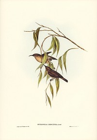 Obscure Honey-eater (Myzomela obscura) illustrated by <a href="https://www.rawpixel.com/search/Elizabeth%20Gould?&amp;page=1">Elizabeth Gould</a> (1804&ndash;1841) for <a href="https://www.rawpixel.com/search/John%20Gould?">John Gould</a>&rsquo;s (1804-1881) Birds of Australia (1972 Edition, 8 volumes). Digitally enhanced from our own facsimile book (1972 Edition, 8 volumes).