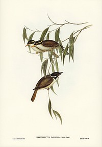 Strong-billed Honey-eater (Melithreptus validirostris) illustrated by <a href="https://www.rawpixel.com/search/Elizabeth%20Gould?&amp;page=1">Elizabeth Gould</a> (1804&ndash;1841) for <a href="https://www.rawpixel.com/search/John%20Gould?">John Gould</a>&rsquo;s (1804-1881) Birds of Australia (1972 Edition, 8 volumes). Digitally enhanced from our own facsimile book (1972 Edition, 8 volumes).