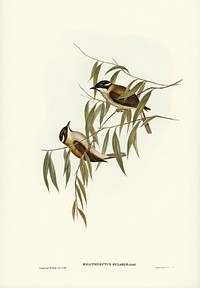 Black-throated Honey-eater (Melithreptus gularis) illustrated by <a href="https://www.rawpixel.com/search/Elizabeth%20Gould?&amp;page=1">Elizabeth Gould</a> (1804&ndash;1841) for<a href="https://www.rawpixel.com/search/John%20Gould?"> John Gould</a>&rsquo;s (1804-1881) Birds of Australia (1972 Edition, 8 volumes). Digitally enhanced from our own facsimile book (1972 Edition, 8 volumes).