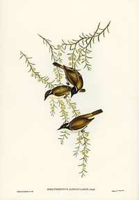 White-throated Honey-eater (Melithreptus albogularis) illustrated by <a href="https://www.rawpixel.com/search/Elizabeth%20Gould?&amp;page=1">Elizabeth Gould</a> (1804&ndash;1841) for <a href="https://www.rawpixel.com/search/John%20Gould?">John Gould</a>&rsquo;s (1804-1881) Birds of Australia (1972 Edition, 8 volumes). Digitally enhanced from our own facsimile book (1972 Edition, 8 volumes).