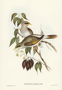 Yellow-throated Miner (Myzantha flavigula) illustrated by <a href="https://www.rawpixel.com/search/Elizabeth%20Gould?&amp;page=1">Elizabeth Gould</a> (1804&ndash;1841) for <a href="https://www.rawpixel.com/search/John%20Gould?">John Gould</a>&rsquo;s (1804-1881) Birds of Australia (1972 Edition, 8 volumes). Digitally enhanced from our own facsimile book (1972 Edition, 8 volumes).