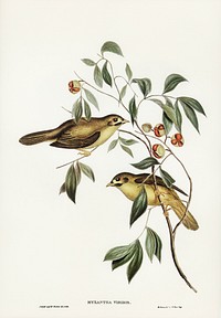 Australian Bell Bird (Myzantha melanophrys) illustrated by <a href="https://www.rawpixel.com/search/Elizabeth%20Gould?&amp;page=1">Elizabeth Gould</a> (1804&ndash;1841) for <a href="https://www.rawpixel.com/search/John%20Gould?">John Gould&rsquo;</a>s (1804-1881) Birds of Australia (1972 Edition, 8 volumes). Digitally enhanced from our own facsimile book (1972 Edition, 8 volumes).