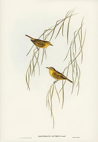 Yellow Zosterops (Zosterops lutcus) illustrated by <a href="https://www.rawpixel.com/search/Elizabeth%20Gould?&amp;page=1">Elizabeth Gould </a>(1804&ndash;1841) for <a href="https://www.rawpixel.com/search/John%20Gould?">John Gould</a>&rsquo;s (1804-1881) Birds of Australia (1972 Edition, 8 volumes). Digitally enhanced from our own facsimile book (1972 Edition, 8 volumes).