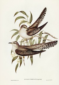 Unadorned Cuckoo (Cuculus inornatus) illustrated by <a href="https://www.rawpixel.com/search/Elizabeth%20Gould?&amp;page=1">Elizabeth Gould</a> (1804&ndash;1841) for<a href="https://www.rawpixel.com/search/John%20Gould?"> John Gould</a>&rsquo;s (1804-1881) Birds of Australia (1972 Edition, 8 volumes). Digitally enhanced from our own facsimile book (1972 Edition, 8 volumes).