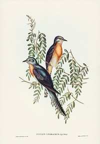 Ash-coloured Cuckoo (Cuculus cineraceus) illustrated by<a href="https://www.rawpixel.com/search/Elizabeth%20Gould?&amp;page=1"> Elizabeth Gould</a> (1804&ndash;1841) for <a href="https://www.rawpixel.com/search/John%20Gould?">John Gould</a>&rsquo;s (1804-1881) Birds of Australia (1972 Edition, 8 volumes). Digitally enhanced from our own facsimile book (1972 Edition, 8 volumes).