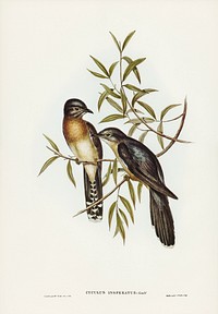 Brush Cuckoo (Cuculus insperatus) illustrated by <a href="https://www.rawpixel.com/search/Elizabeth%20Gould?&amp;page=1">Elizabeth Gould </a>(1804&ndash;1841) for <a href="https://www.rawpixel.com/search/John%20Gould?">John Gould</a>&rsquo;s (1804-1881) Birds of Australia (1972 Edition, 8 volumes). Digitally enhanced from our own facsimile book (1972 Edition, 8 volumes).
