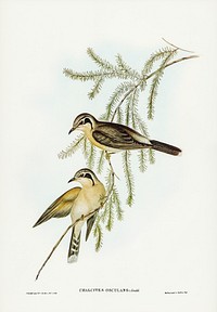 Black-eared Cuckoo (Chalcites osculans) illustrated by <a href="https://www.rawpixel.com/search/Elizabeth%20Gould?&amp;page=1">Elizabeth Gould</a> (1804&ndash;1841) for <a href="https://www.rawpixel.com/search/John%20Gould?">John Gould</a>&rsquo;s (1804-1881) Birds of Australia (1972 Edition, 8 volumes). Digitally enhanced from our own facsimile book (1972 Edition, 8 volumes).