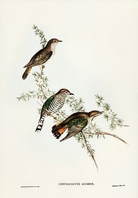 Shining Cuckoo (Chrysococcyx lucidus) illustrated by <a href="https://www.rawpixel.com/search/Elizabeth%20Gould?&amp;page=1">Elizabeth Gould</a> (1804&ndash;1841) for <a href="https://www.rawpixel.com/search/John%20Gould?">John Gould</a>&rsquo;s (1804-1881) Birds of Australia (1972 Edition, 8 volumes). Digitally enhanced from our own facsimile book (1972 Edition, 8 volumes).