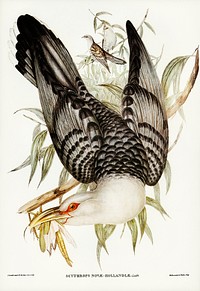 Channel Bill Cuckoo (Scythrops Novae-Hollandiae) illustrated by <a href="https://www.rawpixel.com/search/Elizabeth%20Gould?&amp;page=1">Elizabeth Gould </a>(1804&ndash;1841) for <a href="https://www.rawpixel.com/search/John%20Gould?">John Gould</a>&rsquo;s (1804-1881) Birds of Australia (1972 Edition, 8 volumes). Digitally enhanced from our own facsimile book (1972 Edition, 8 volumes).